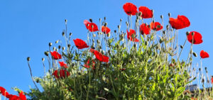 Mohnblumen im Garten des Mandelblütenhofs